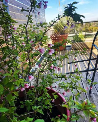 a bunch of pink flowers on a wooden bench at Studio Vert Aix-en-Provence terrasse, piscine, parking in Aix-en-Provence