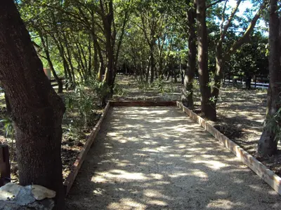 a path in the middle of a forest with trees at B&B La Douloire in Pernes-les-Fontaines
