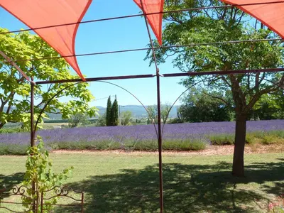 an umbrella in front of a field of purple flowers at Luberon & Lavandes in Roussillon