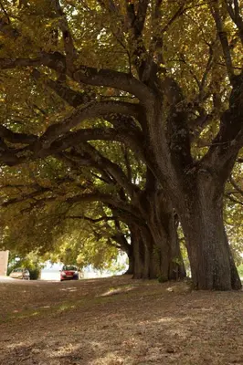 a row of trees in a park with a car at Château de la Gabelle Férrassières in Ferrassières