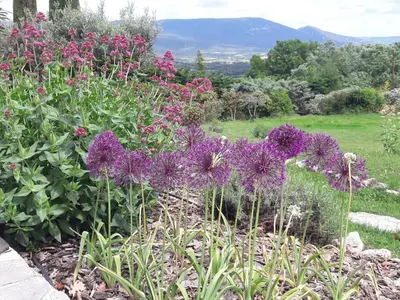 a garden with purple flowers in a field at Les Cerises in Saint-Saturnin-les-Apt