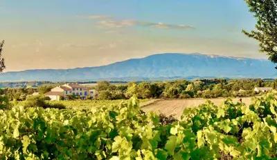 a field of grapes with mountains in the background at Bastide Saint-Didier in Saint-Didier