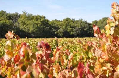 a field of crops with trees in the background at La roulotte Chic et Boheme in Mazan