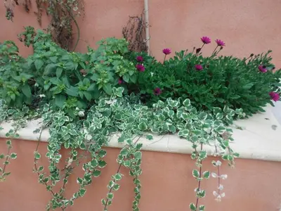 a planter with flowers and plants on a wall at Appartement Le Romarin in Mallemort
