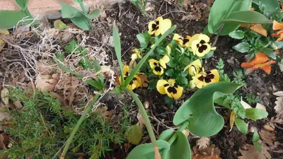 a group of yellow flowers on the ground at Appartement Le Romarin in Mallemort