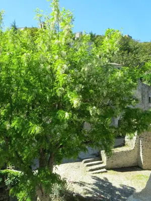 a tree in front of a building with stairs at La Buissonnière in Oppède