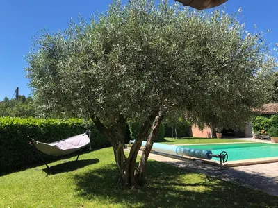 a hammock under a tree next to a swimming pool at B&B La Badelle in Gordes
