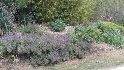 a garden filled with lots of flowers and plants at maison près de l'eau in LʼIsle-sur-la-Sorgue