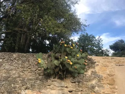 a cactus sitting on top of a stone wall at Luberon maison de village entière 2 à 6 personnes in Cabrières-dʼAigues