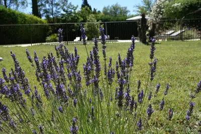 a bunch of purple flowers in a yard at Côté Provence in Le Thor