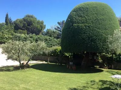 a large green tree in a yard with a grass field at Chambre d'hôte Anais in Eyguières