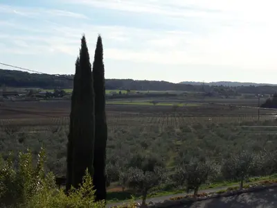 two cypress trees in a field with a vineyard at Domaine de L'Olibaou in Venelles