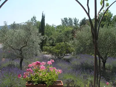 a garden with pink flowers and trees and bushes at Clos des Lavandes - Chambres et Suites de charme climatisées-Luberon in Lacoste