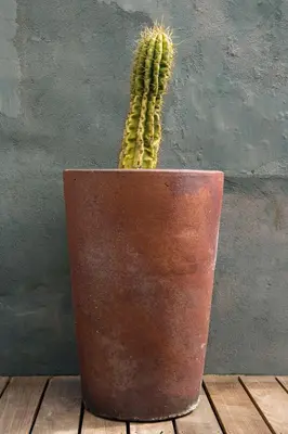 a cactus in a pot sitting on a wooden floor at Un Ryad a l'Isle in LʼIsle-sur-la-Sorgue