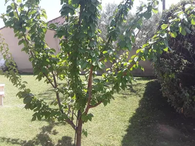 a small tree with green leaves in a yard at Maison les pins in Vedène