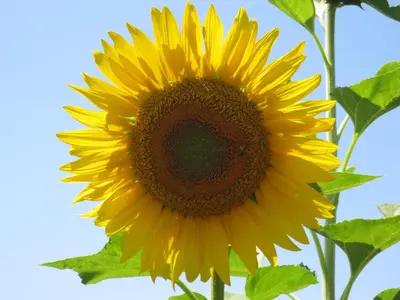 a large yellow sunflower with a blue sky in the background at Gite Les Enfantines in Bédoin