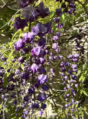 a bunch of purple flowers on a plant at le clos du Patre in Caromb