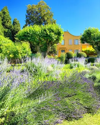 a garden with purple flowers in front of a building at Le Pavillon de Galon in Cucuron
