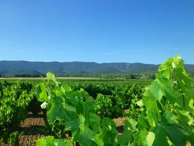 a field of green crops with mountains in the background at La mordorée in La Motte-dʼAigues