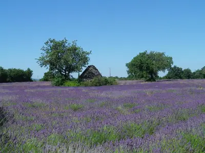 a field of lavender with a rock in the middle at La mordorée in La Motte-dʼAigues