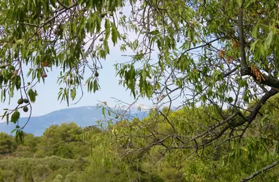 a view of a mountain through the trees at Mas de la Gonnette in Venasque