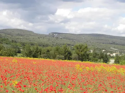 a field of red flowers with mountains in the background at Les Vallons Holiday Home in Lioux