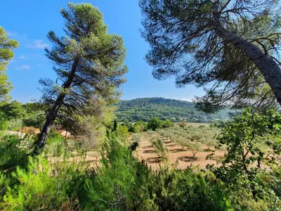 a view of a forest with pine trees at Domaine Lou Amì in Villelaure