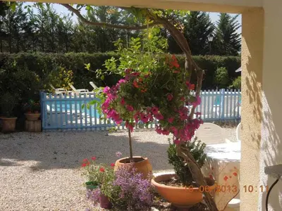 a potted plant with flowers in a yard at Villa - La Luberonne in Lourmarin