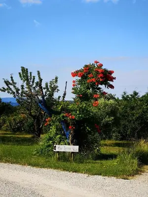 a sign on the side of a road with a bush with red flowers at The Neame House in Bédoin