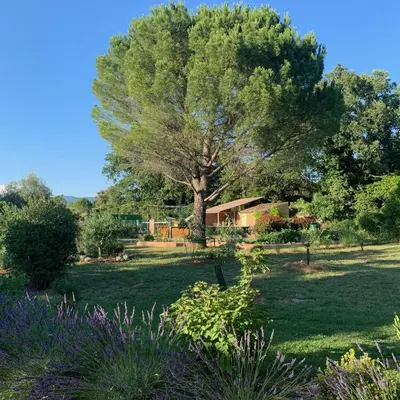 a large tree in the middle of a yard at Chambre d'hôtes Le Cèdre in Apt