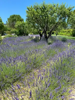 a field of lavender with a tree in the middle at Mas Oréa Sous la glycine in Gordes