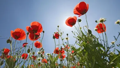 a field of red poppies against a blue sky at Au bastidon de Gordes in Gordes
