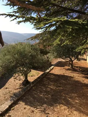 a row of olive trees on top of a hill at Location Bonnieux Provence in Bonnieux