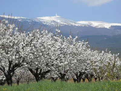 a row of trees with white flowers in a field at Les Buis in Carpentras