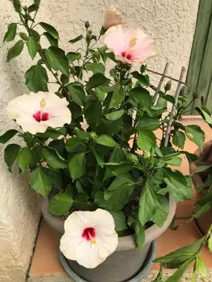 a potted plant with pink flowers in a pot at Les Buis in Carpentras