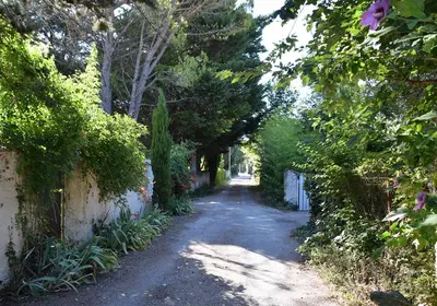 a dirt road with trees on both sides of it at La Maison Des Invites in Pernes-les-Fontaines