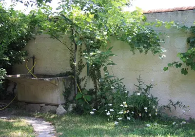 a garden with a tree and a bath tub at La Maison Des Invites in Pernes-les-Fontaines