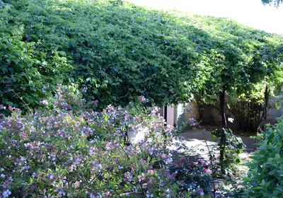 a hedge with purple flowers in a garden at La Maison Des Invites in Pernes-les-Fontaines