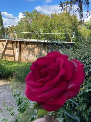 a red rose in front of a playground at La roseraie Bonnieux in Bonnieux