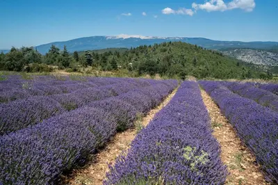 two rows of purple flowers in a field at Les Terrasses de Cascavelle in Blauvac