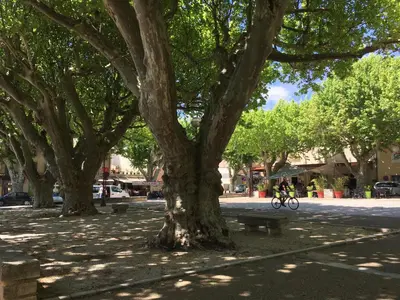 a person riding a bike under a tree at 