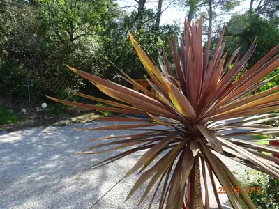 a large palm tree on the side of a road at Les Ecrins d'Aix-en-Provence in Aix-en-Provence