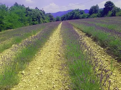 a dirt road in a field of lavender at Envies en Lubéron in Saignon