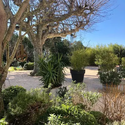a garden with potted plants and a tree at Les intérieurs d'Angèle in Pernes-les-Fontaines