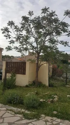 a tree in front of a house with a fence at Chambre d'hôtes du Charme Provençal in Sénas