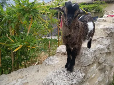 a goat standing on top of a rock at le Mas de la Jardine in Velleron