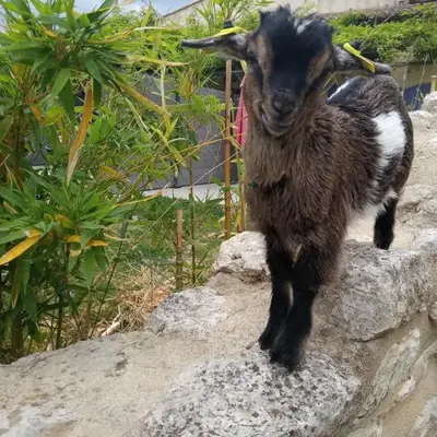 le Mas de la Jardine