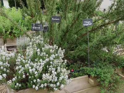 a bunch of white flowers in a garden at La Goutadou in Cabannes