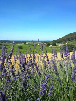 a field of purple flowers in a field at Amandier in Mazan