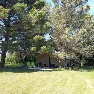 Acacia